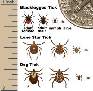 ticks-564