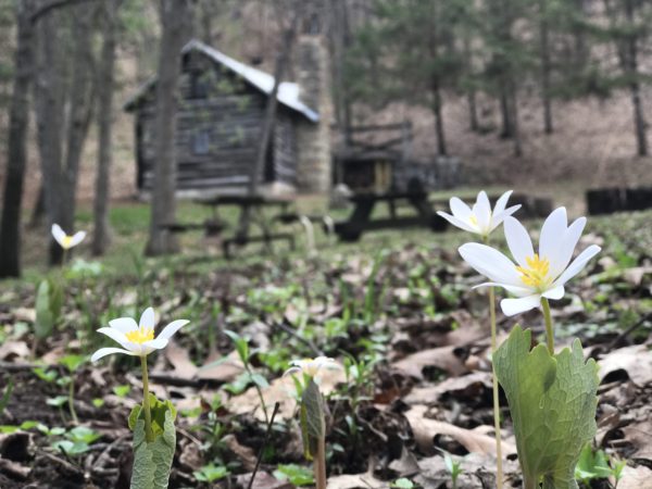 Wild Flowers popping up at Beaver Valley Camp near Osceola, Wisconsin